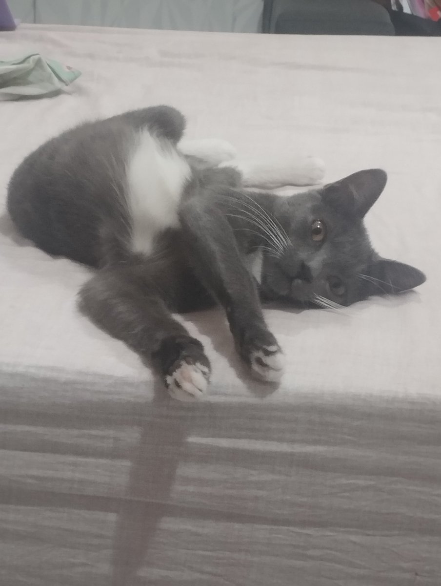 apollo4532's tweet photo. jupiter the cat.... this pose has to break a few laws of physics https://t.co/STNm0wlr0G