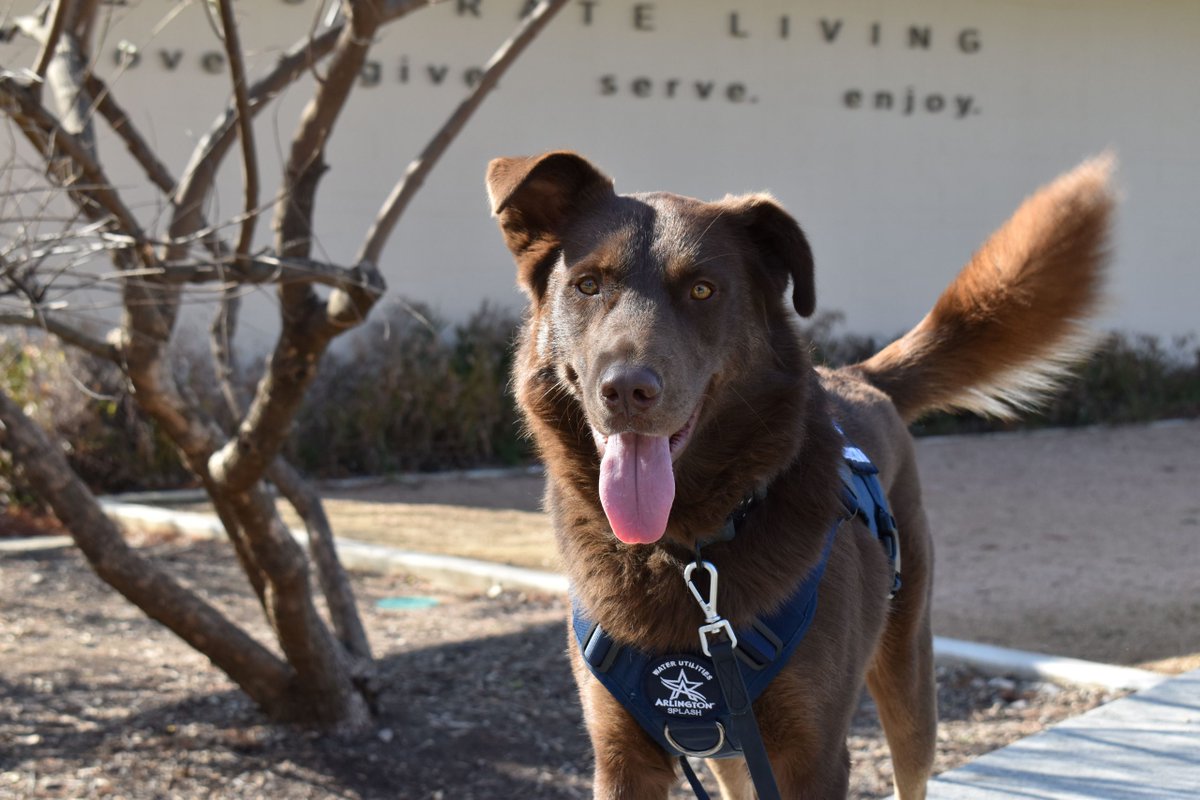 FortWorthReport's tweet photo. Shelter dog makes splash as Arlington’s first leak detection K-9 fortworthreport.​org/2026/10/08/shelter-dog-makes-splash-as-arlingtons-first-leak-detection-k-9/ https://t.co/IlVJKVP16D