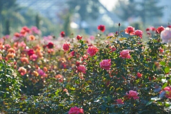 cotrip_twi's tweet photo. ＼見ごろは10月中旬から／
東京・神奈川・千葉から、秋の絶景と香りに癒やされる名建築＆海辺のバラ園をピックアップ。

詳しくはこちら⇒https://t.co/PG6xW7ZYiD https://t.co/DYviYN5qtU