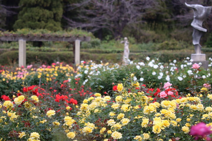 cotrip_twi's tweet photo. ＼見ごろは10月中旬から／
東京・神奈川・千葉から、秋の絶景と香りに癒やされる名建築＆海辺のバラ園をピックアップ。

詳しくはこちら⇒https://t.co/PG6xW7ZYiD https://t.co/DYviYN5qtU