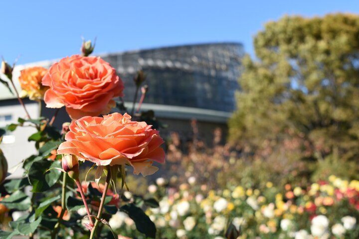 cotrip_twi's tweet photo. ＼見ごろは10月中旬から／
東京・神奈川・千葉から、秋の絶景と香りに癒やされる名建築＆海辺のバラ園をピックアップ。

詳しくはこちら⇒https://t.co/PG6xW7ZYiD https://t.co/DYviYN5qtU