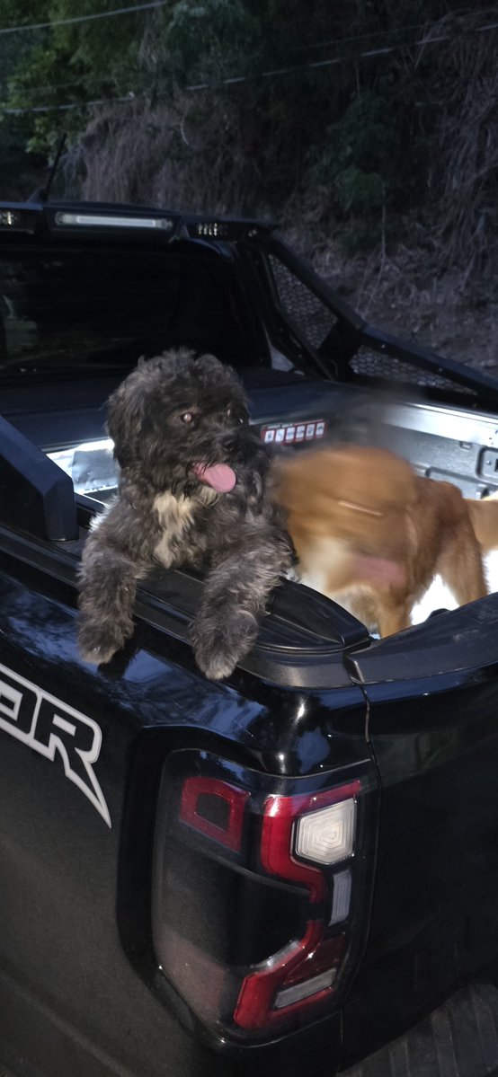 IAMYENDI's tweet photo. ‼️Dogs found roaming Widcombe area! Spread the word to help find their owners!!‼️ https://t.co/T6jpG7Aw2w
