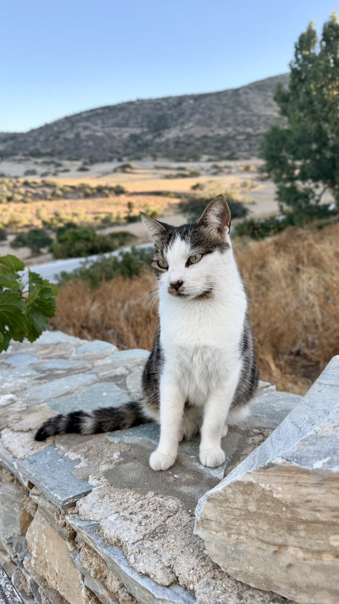 CatsofIraklia's tweet photo. Meet Androniki, a friendly spayed female who lives in the hilltop village cat colony by Mt Papas on this tiny Greek island where we care for the Aegean #Cats 
You can help the #cats by making a small donation to fund vital veterinary care and food. Purr!
https://t.co/eBupPyi1fn https://t.co/t1SZ6jeAE1