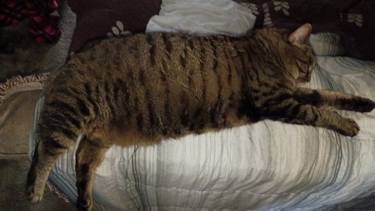 Buddah1313's tweet photo. @depressionlesss 22 pounds of chunky love Iggy! She was the first stray that started it all now we have 8. At this point its like Pokemon you have to collect them all lol. https://t.co/OJw69q90Kw