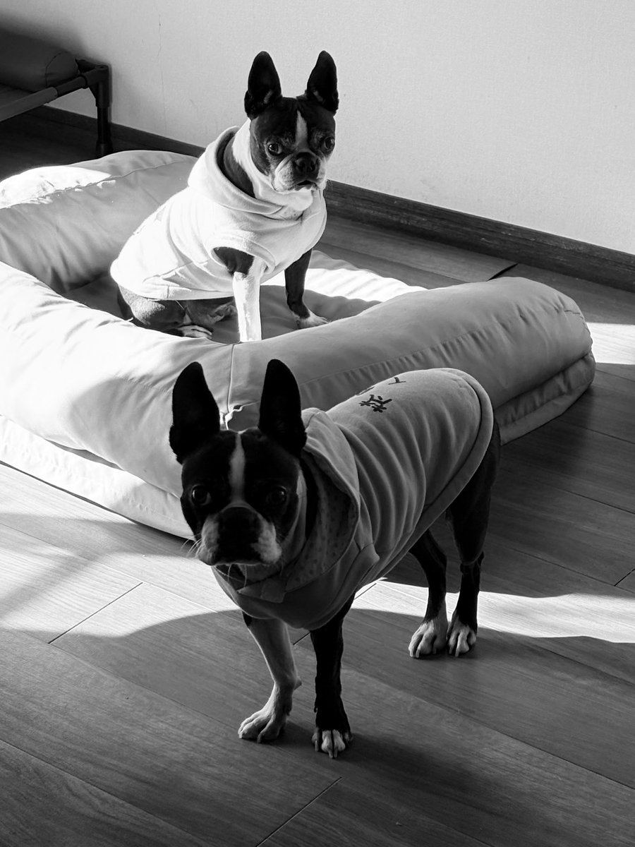 brahmandog's tweet photo. 飼い主を置いてどこにいったのかと探してみれば、親子水入らずで過ごしてた☀️🤗

#今日のサチボン
#ボストンテリア
#犬との暮らし
#多頭飼い
#犬の親子
#繁殖引退犬 https://t.co/O4nKGEmdXV