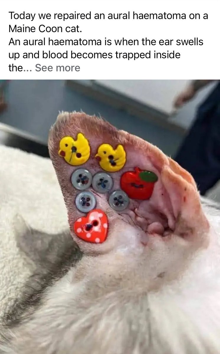 plazynoodles's tweet photo. i just found out vets treat ear hematomas in dogs and cats by sewing buttons onto them??? 🥺 https://t.co/ak0pRkbn8I