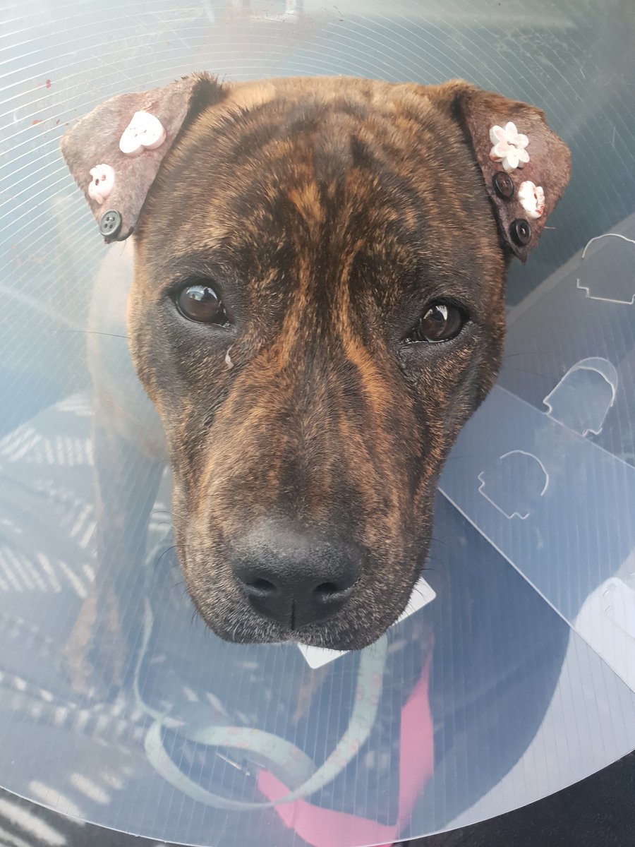 plazynoodles's tweet photo. i just found out vets treat ear hematomas in dogs and cats by sewing buttons onto them??? 🥺 https://t.co/ak0pRkbn8I