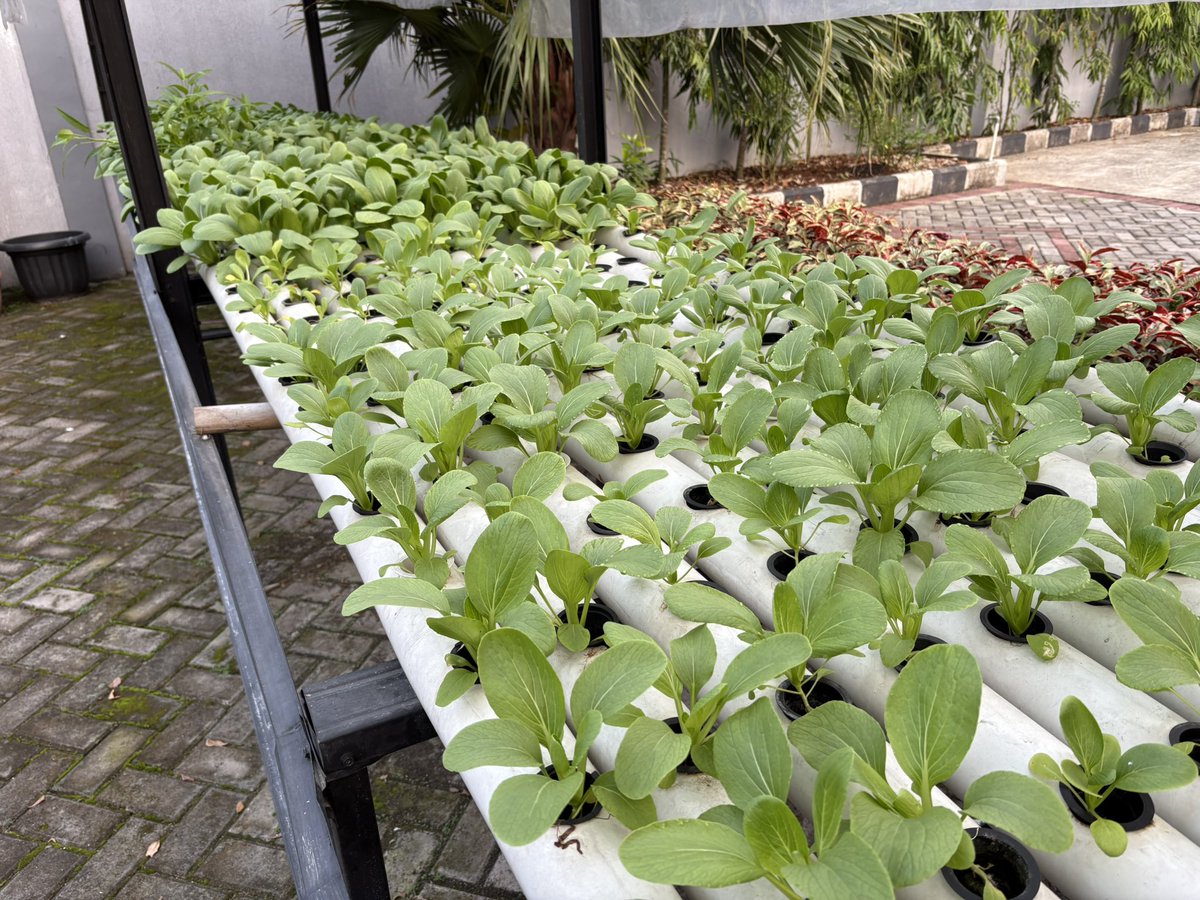 HFI1995's tweet photo. Exploring the potential for fish #farming, crop cultivation and #hydroponic farming in the western Java region of #Indonesia with our @HumanityfirstID team https://t.co/ND2Kd0iT9Z