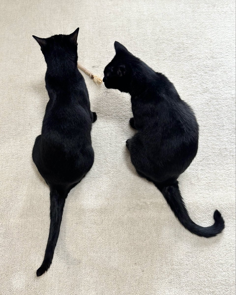 NenekokoC's tweet photo. またたびスティック
貸し出し交渉中…✨🐈‍⬛🤝🐈‍⬛

#ねねここ #貸して欲しい
#またたび #兄妹 #仲良し

#猫 #黒猫 #くろねこ #保護猫 #blackcat https://t.co/Ils65htnUr