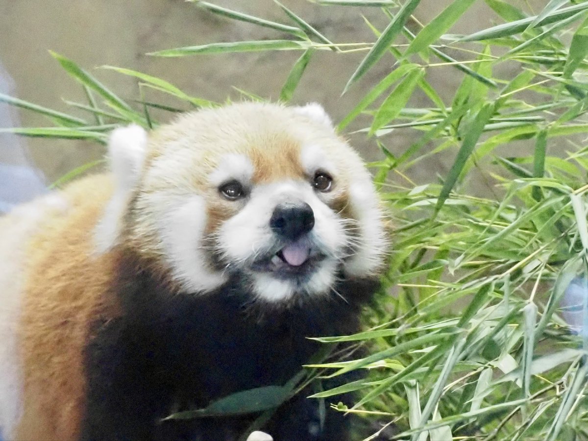 OsoPanda551's tweet photo. おはようございまララちゃん🥰🥰

#レッサーパンダ　#多摩動物公園 https://t.co/CVsgmlIKK3