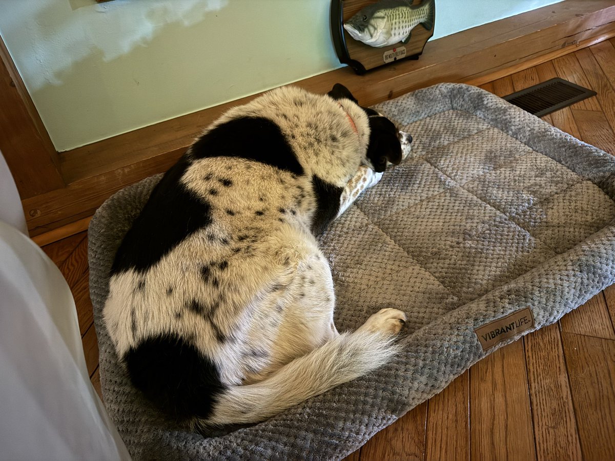 WifeofthePrez's tweet photo. @AndyJMacc Sweet boy! 🧡 Heart recommends a nap! https://t.co/HkdqHAUARD