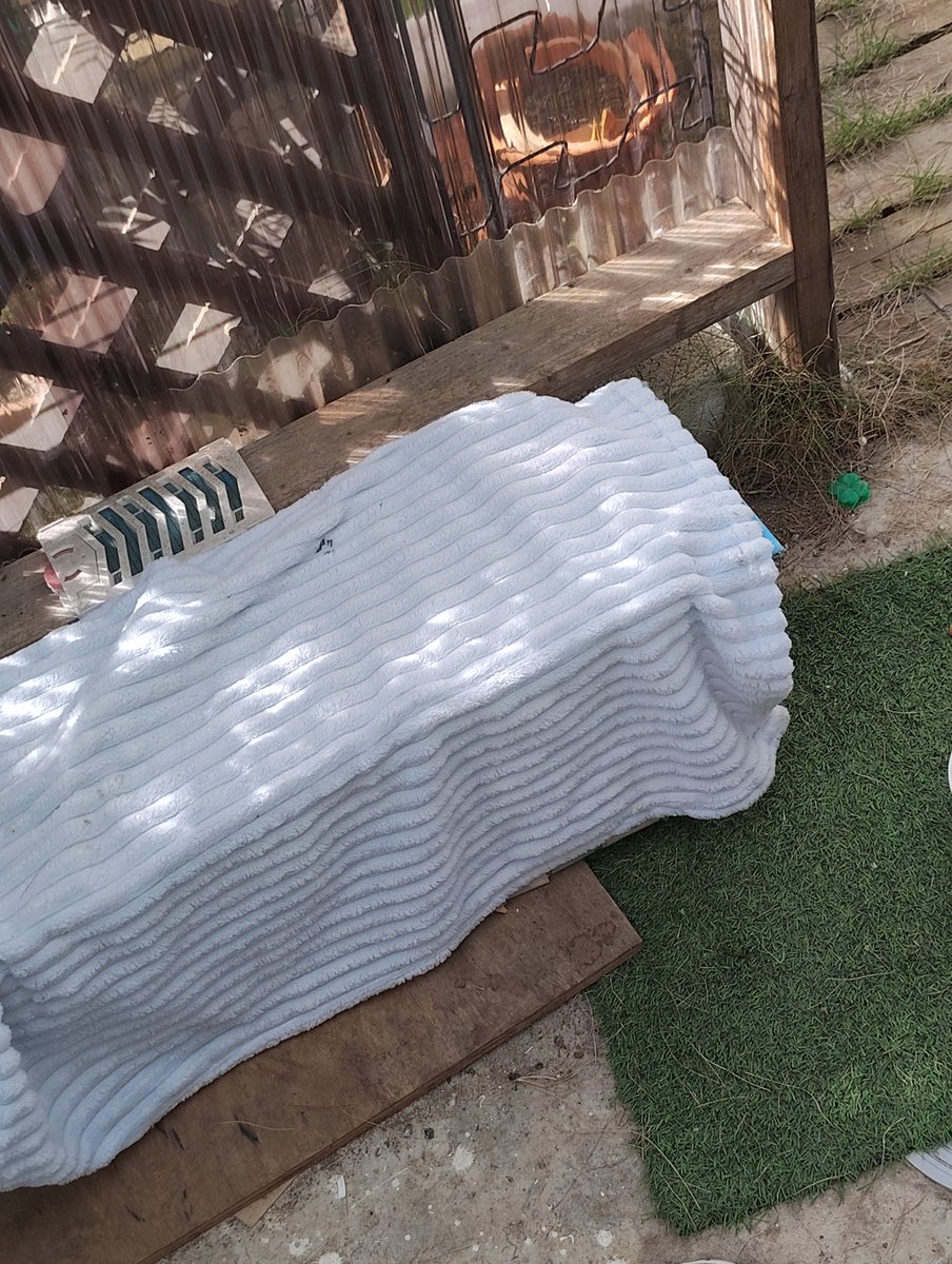 noranorahouse's tweet photo. おはようございます☀
朝は肌寒かったけどグングン気温が上がって今日も暑くなりそうです😖
日差しもまだまだ強いなぁ~😥
朝から😺捕獲作業💦
不妊手術の予約あるから後2時間でなんとしても捕獲しないと💦
警戒心強くて苦戦中💧焦るな自分😓
#のらのらハウス #野良猫捕獲 #TNR https://t.co/arxwkazncD