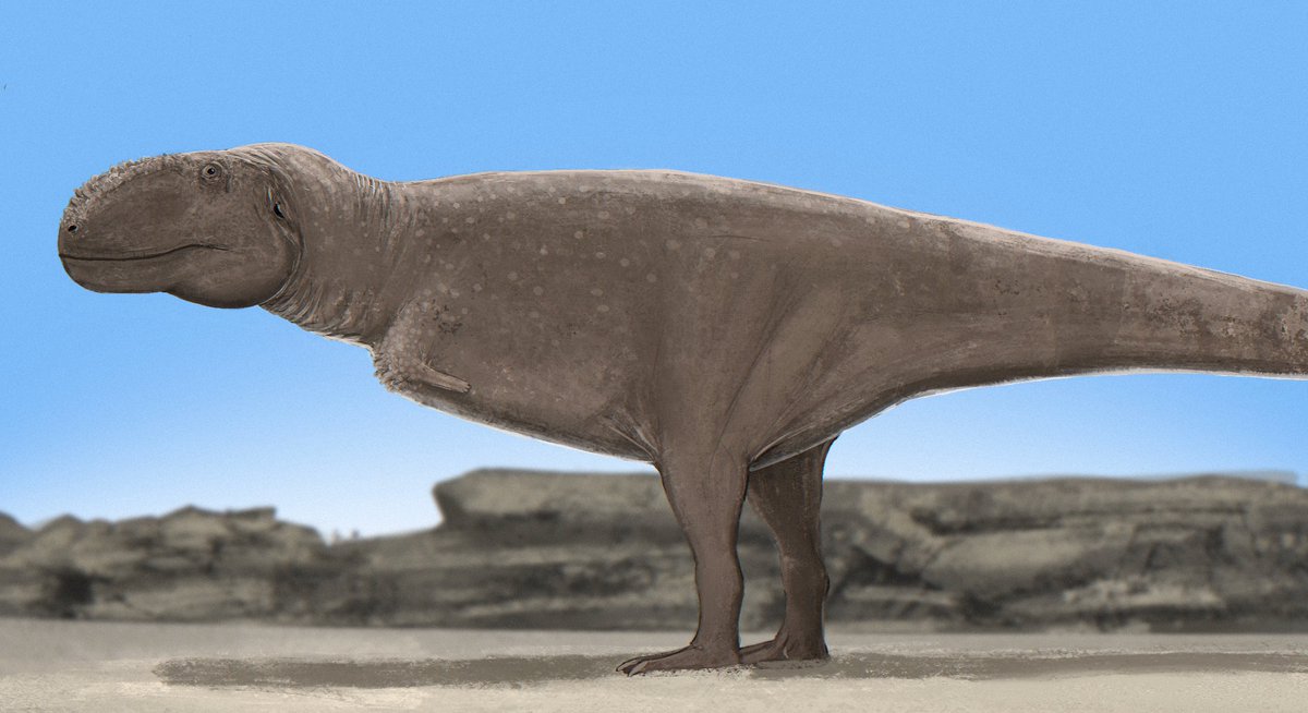 he_who_SILENCE's tweet photo. The big undescribed abelisaur from Kenya 
Sometimes colloquially known as Titanovenator https://t.co/aJ608yAGYG
