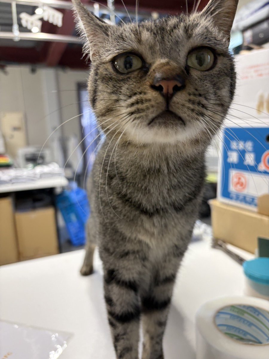 ehime_fc's tweet photo. 【速報】新加入(?)にゃんこ本日も出勤🐈‍⬛⚽️

#ehimefc #愛媛FC 🐾 https://t.co/i1wNoSzL0A