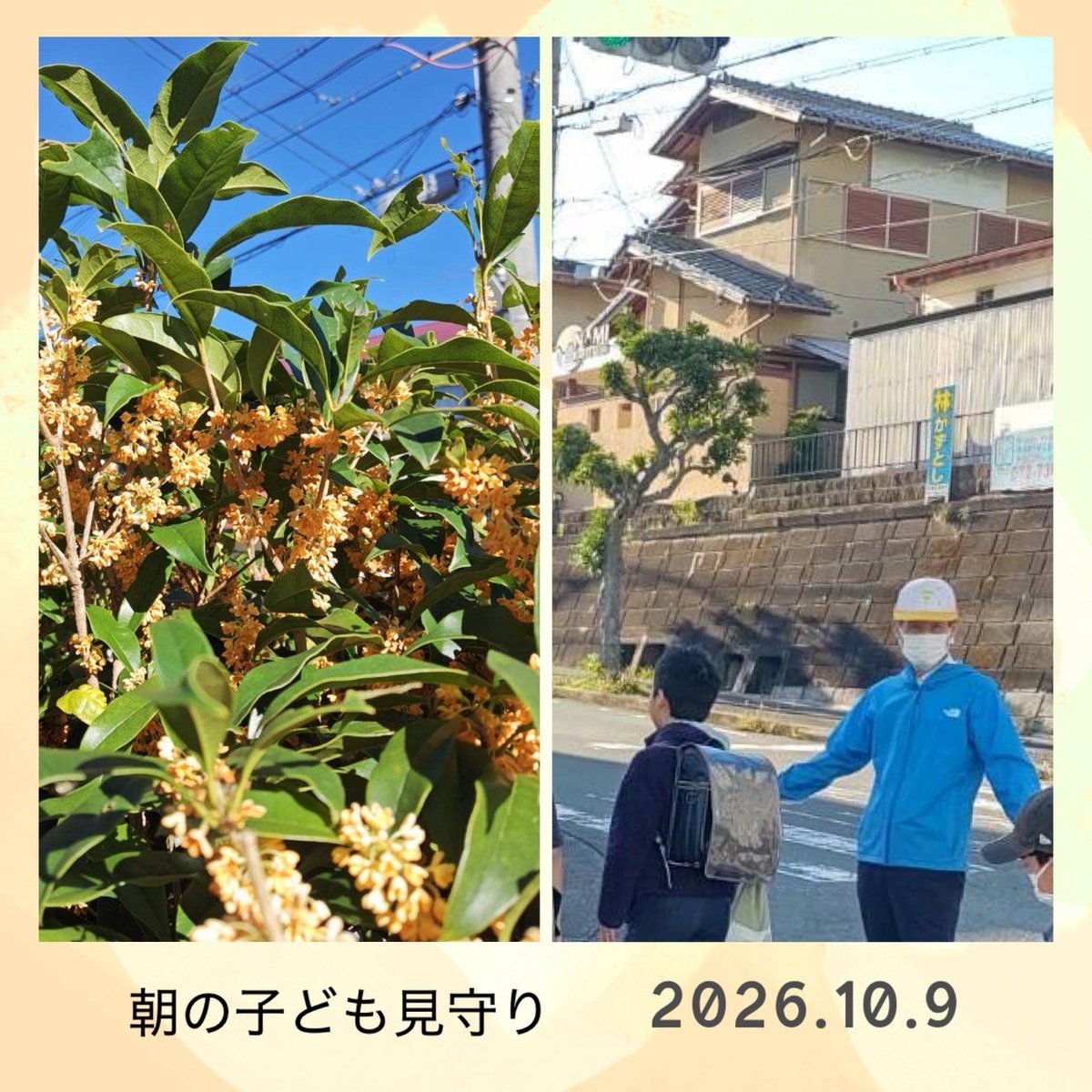 ynagatani3's tweet photo. 10月9日（金）豊能町
皆さま、おはようございます。 
今朝も見事な秋晴れです😊
自宅のキンモクセイの花も満開です。
今日の天気は晴れ☀️
予想最高気温は27℃です。
子ども達は元気に登校しました🏫
見守りは無事故で終了🧒　
今日も一日、ご安全に😀
#朝のご挨拶　#子ども見守り　
#今日も元気に https://t.co/VAwSrp3q35