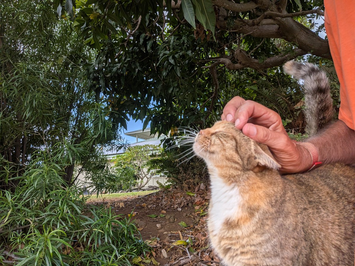 joe_ironman's tweet photo. Thirsty Thursday on the Ranch...Polu & Kala said that it's toasty! Scruffy agrees & says that I should be running in my underpants...
#hawaii #bigisland
#xoskinusa
#hawaiiultra #teamfireball
Noxgear lighted vests for you and your pets! https://t.co/gMUYlIrtug https://t.co/obOKlEyp9J