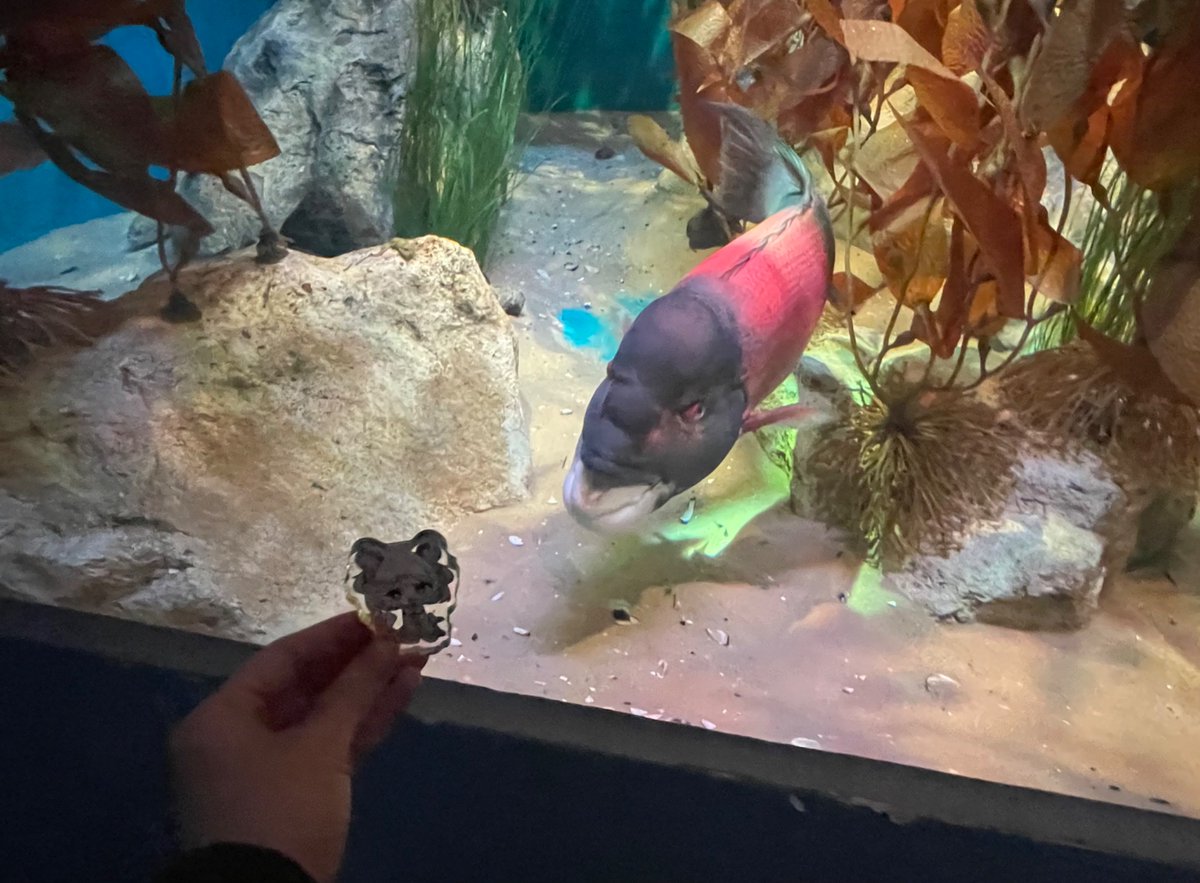 pastelprecure's tweet photo. introduced nemimi to mr. buddy the sheephead #mimimite https://t.co/OFFTJYD0PW