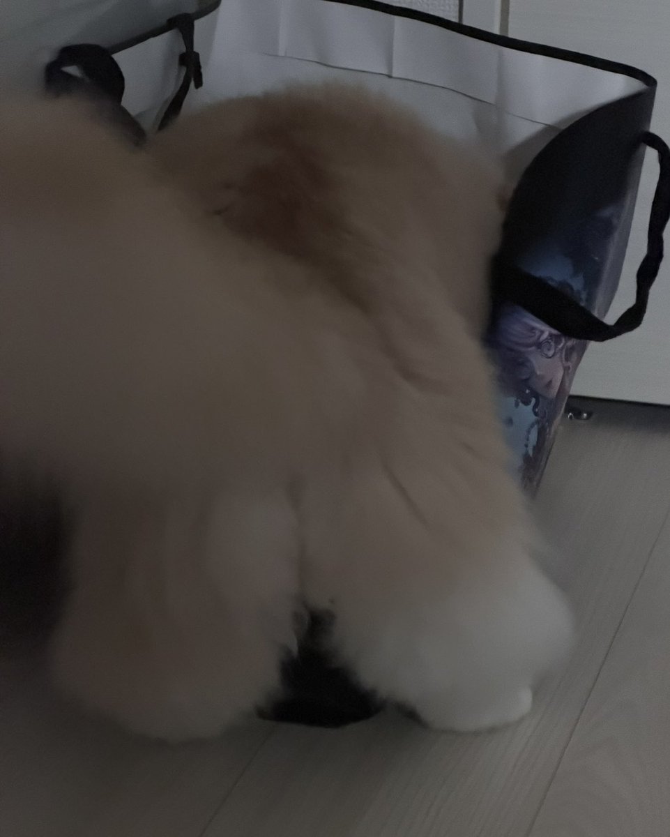 a2gae's tweet photo. 夏季IJLの袋まだ片付けてなくてうちの子の寝所になってる https://t.co/oQjqRPDn5p