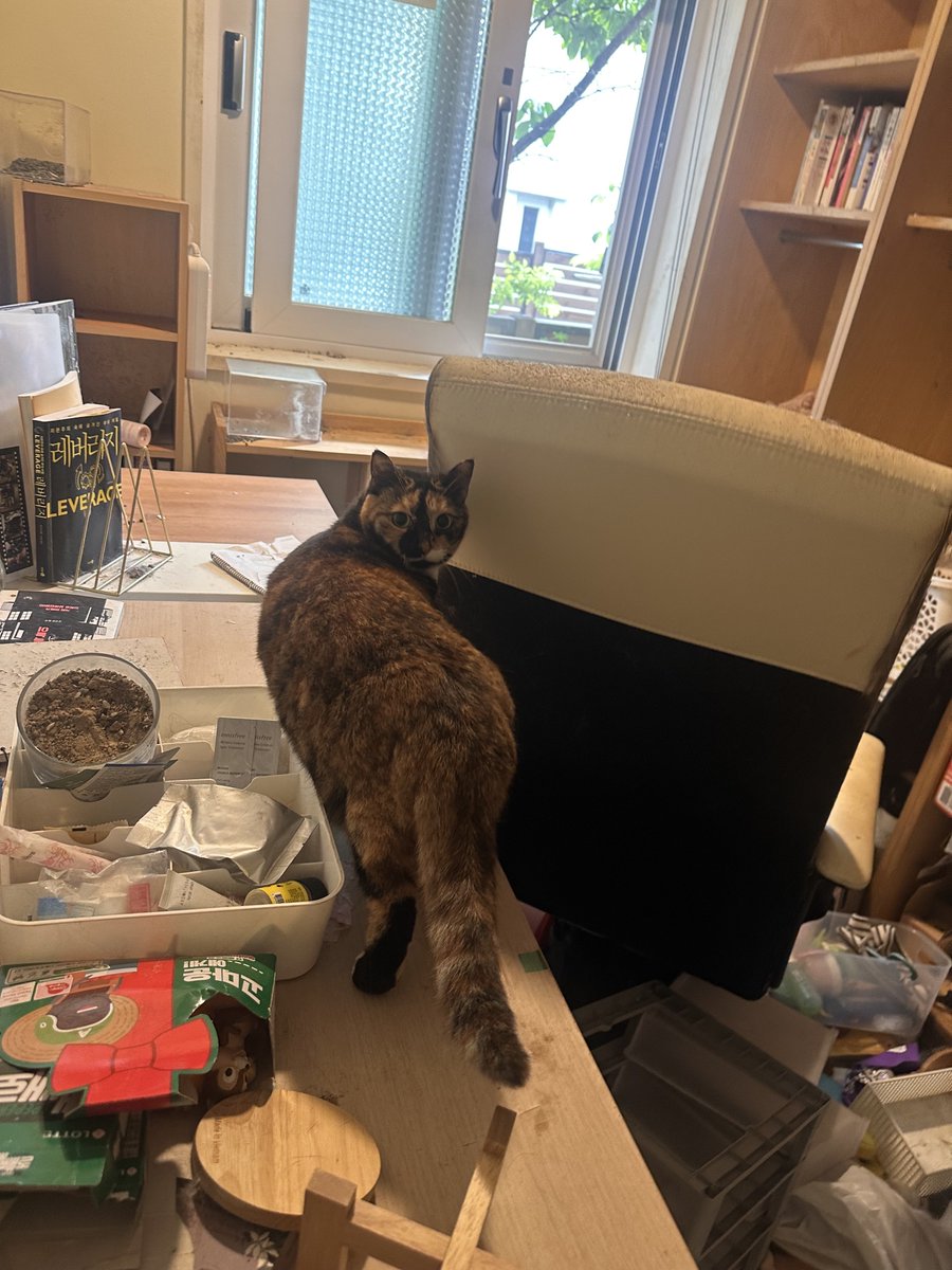 hanailgi's tweet photo. 전 세입자가 집을 엉망으로 만든 채 고양이 6마리를 두고 연락을 끊었습니다. 임대인분이 2마리를 입양하셨고, 나머지 4마리는 저희가 돌보고 있습니다.
그중 삼치가 간염으로 간 수치가 크게 오르내리고, 최근엔 빈혈까지 생겼습니다. https://t.co/3OlKBt2inW