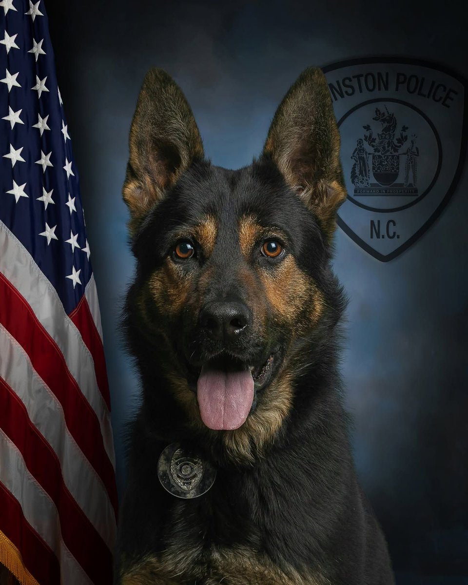 VIK9s's tweet photo. K9 Kilo of Kinston PD (NC) broke his leg mid-sprint during a school demo — and vets discovered an underlying bone condition that caused it. He's recovering from emergency surgery. Wishing Kilo a smooth road to recovery. 🐾 #K9Kilo #KinstonPD #K9Strong https://t.co/cO6iiWgOP4