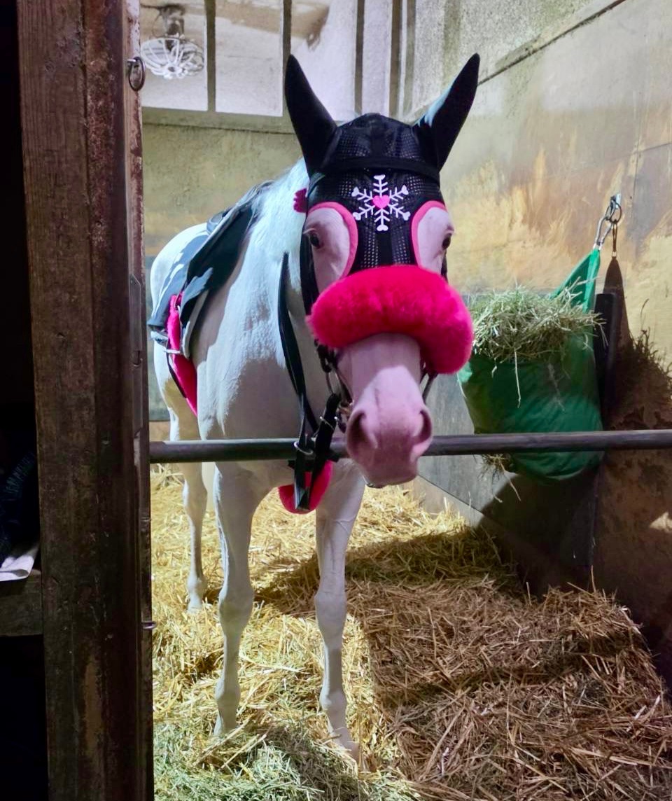 aoraki_family's tweet photo. スノーエルヴァちゃん🐴🩷
明日、10/14 川崎6R に出走します🏇💨
そして明日は、競馬用のおにゅーのメンコで登場します✨🤭
ぜひご注目ください👀💖

スノーエルヴァへの熱いエールをよろしくお願いします🔥

#がんばれスノーエルヴァ #野畑騎手 #川崎競馬場 #佐藤博紀厩舎 https://t.co/oIicQzubm9