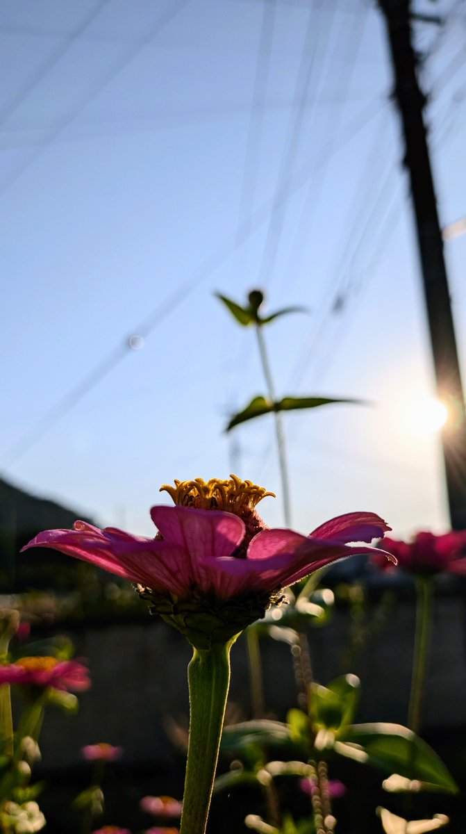 efgck2's tweet photo. #イマソラ
#はな
#百日草
#朝日
気持ちの良い朝です
少し冷えてきましたね https://t.co/umetBHArNe