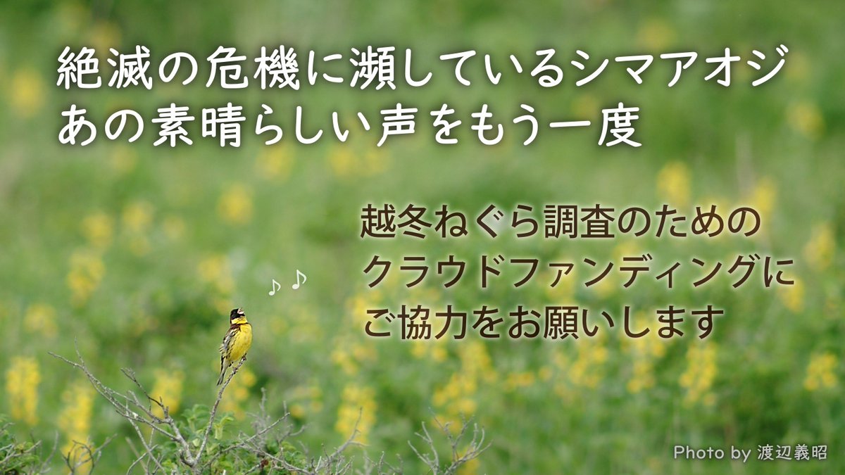 BirdResearch's tweet photo. 絶滅危惧種シマアオジの歌声をもう一度、北海道の大地で聞きたい。昨年に引き続き、今年も越冬ねぐら調査のためのクラウドファンディングを実施します。ご支援のほど、よろしくお願いいたします。
https://t.co/1QrcNlkzcD
12月15日（火）まで　目標金額 420万円
公益財団法人日本野鳥の会との共同事業 https://t.co/jvKNnt4iTI