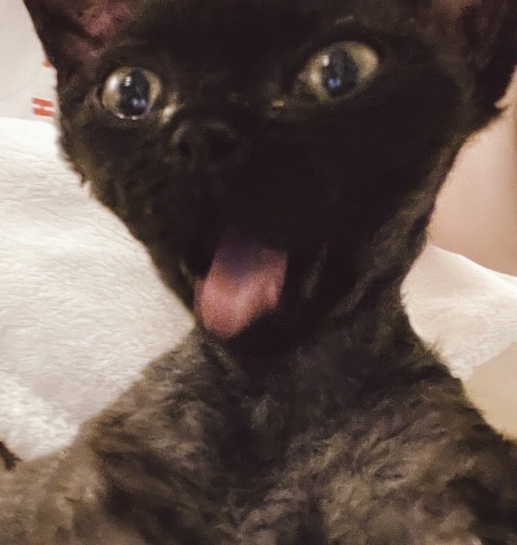 yoru_devon_rex's tweet photo. そんなことな���よ！ https://t.co/WEWXzrZ58S