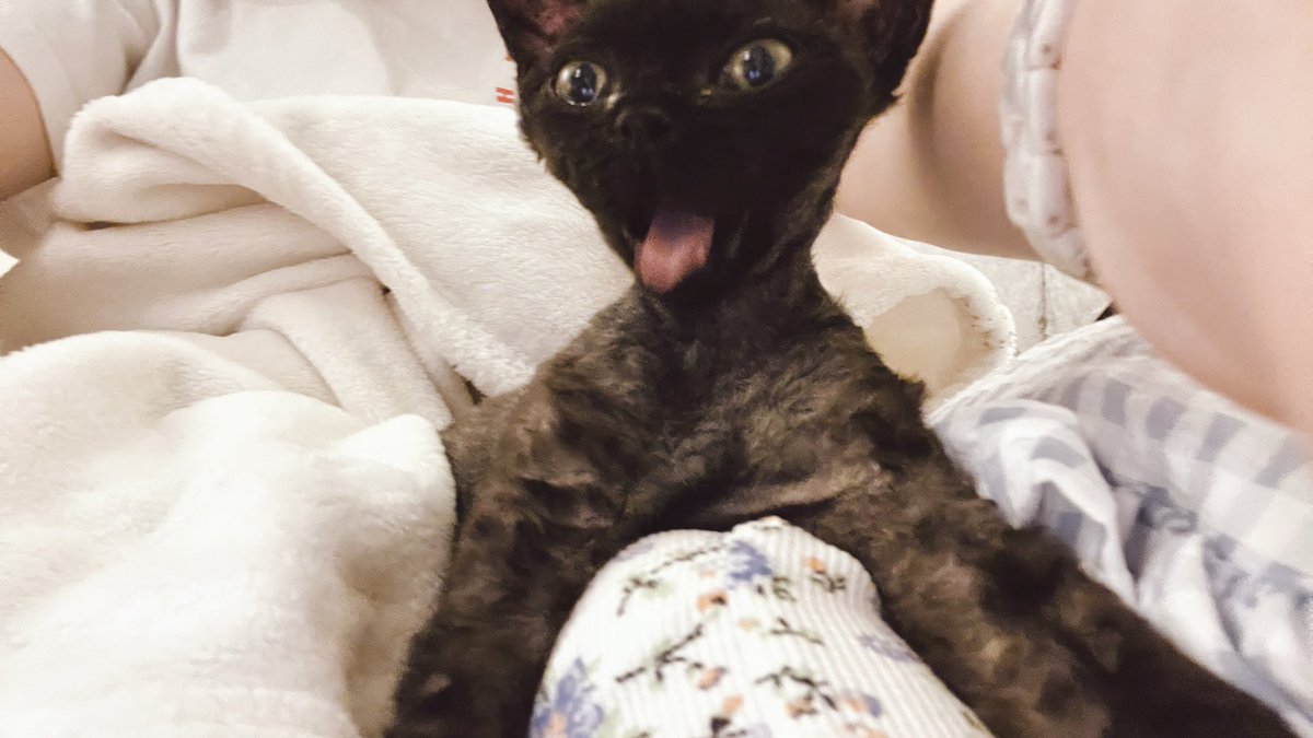 yoru_devon_rex's tweet photo. そんなことな���よ！ https://t.co/WEWXzrZ58S