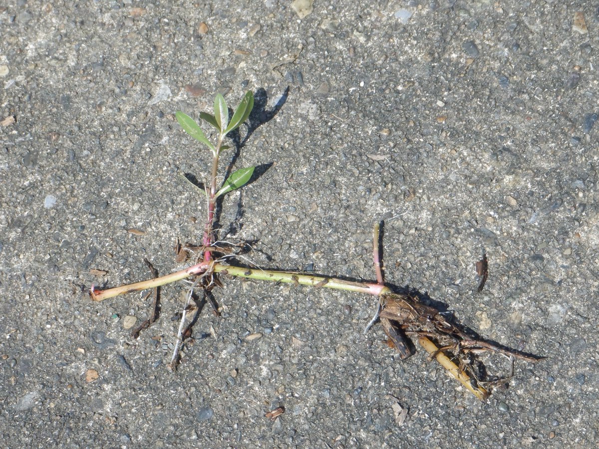 ParksKasai's tweet photo. この夏、大雨により「地球上で最悪の侵略的植物」と呼ばれる特定外来生物 #ナガエツルノゲイトウ が大量に公園護岸に漂着しました。その都度、丁寧に除去・処分しましたが、漂着物に隠れていた茎から出芽・発根しているのを確認しました。今後も点検を行い、貴重な海浜植物が生育する護岸を守ります。 https://t.co/tIPRTJWrcp