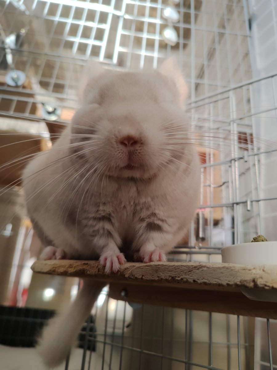 sloth_namamama's tweet photo. 🐭｛ままん、写真とるの下手くない？
👩｛・・・ごめん。
#チンチラ https://t.co/qYhZpeKFIG
