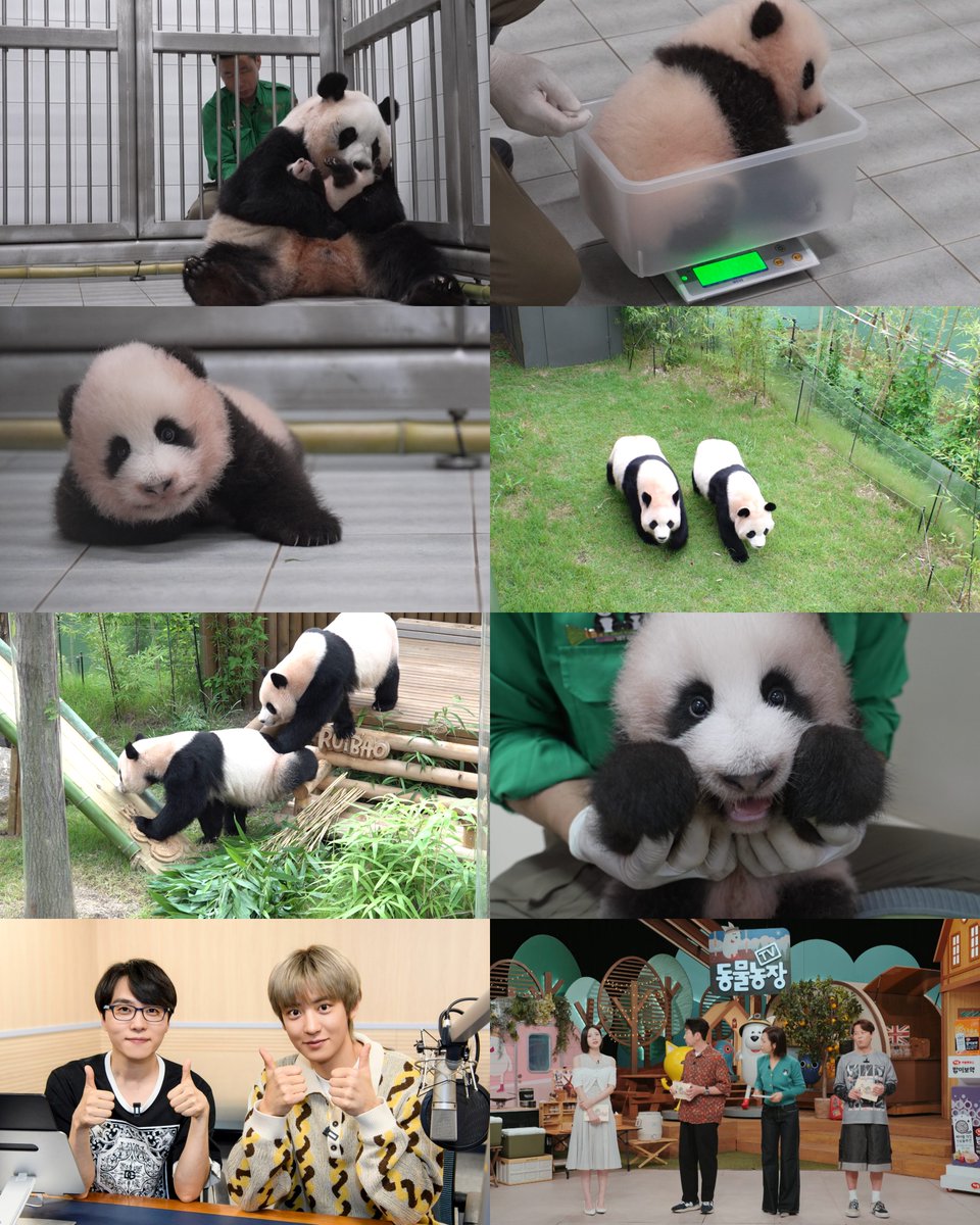 slist2015's tweet photo. 엑소 찬열, ‘TV동물농장’ 목소리로 판다 월드 입성…슈바오 성장기 공개 🐼

#찬열 #엑소 #엑소찬열 
#CHANYEOL
#EXO #EXO찬열 
@weareoneEXO
#슈바오 
#동물농장 
#SBS동물농장 
⬇️관련기사⬇️
https://t.co/PKxpq1bsN2 https://t.co/wps8vYLyUR