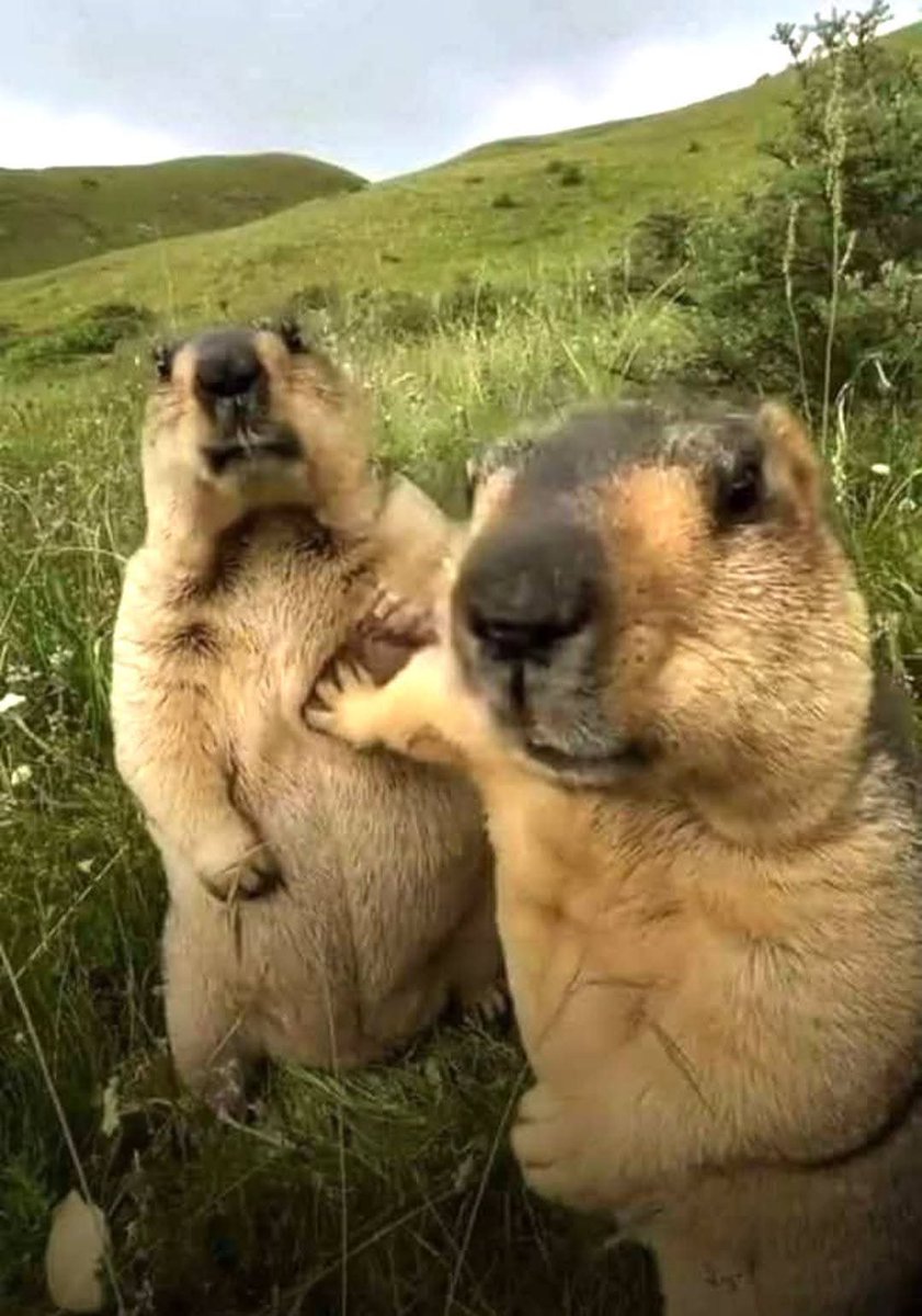 LibertyRoseUSA2's tweet photo. Left image: The weekend is just around the corner and everyone is dreaming up ways to have fun! 🤭🤭🤭
Right image: Startled by a sudden noise I suddenly realized it’s actually Thursday! 🤣🤣🤣 https://t.co/yQtXTpDkOi