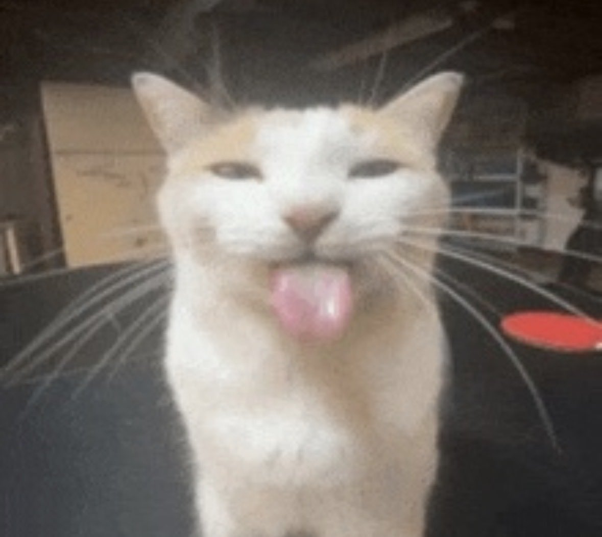 dazedtrace's tweet photo. Meow meow meow :3 mreooow x3 meow meow meow meow :p mrrreow mrreeeow meow !?!?! Meow meow :3 meow https://t.co/18I1mTHuv2