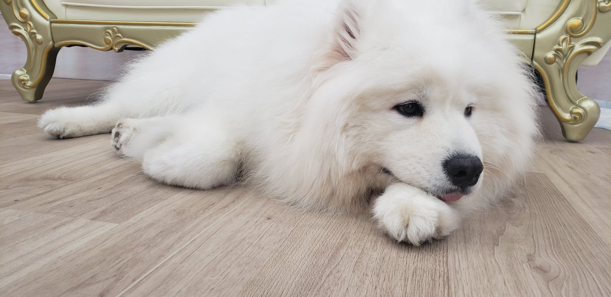 hima_couleur's tweet photo. ミミちゃんとサモエドもふもふしてきた🐶🐾 https://t.co/xgzEcIrF9s