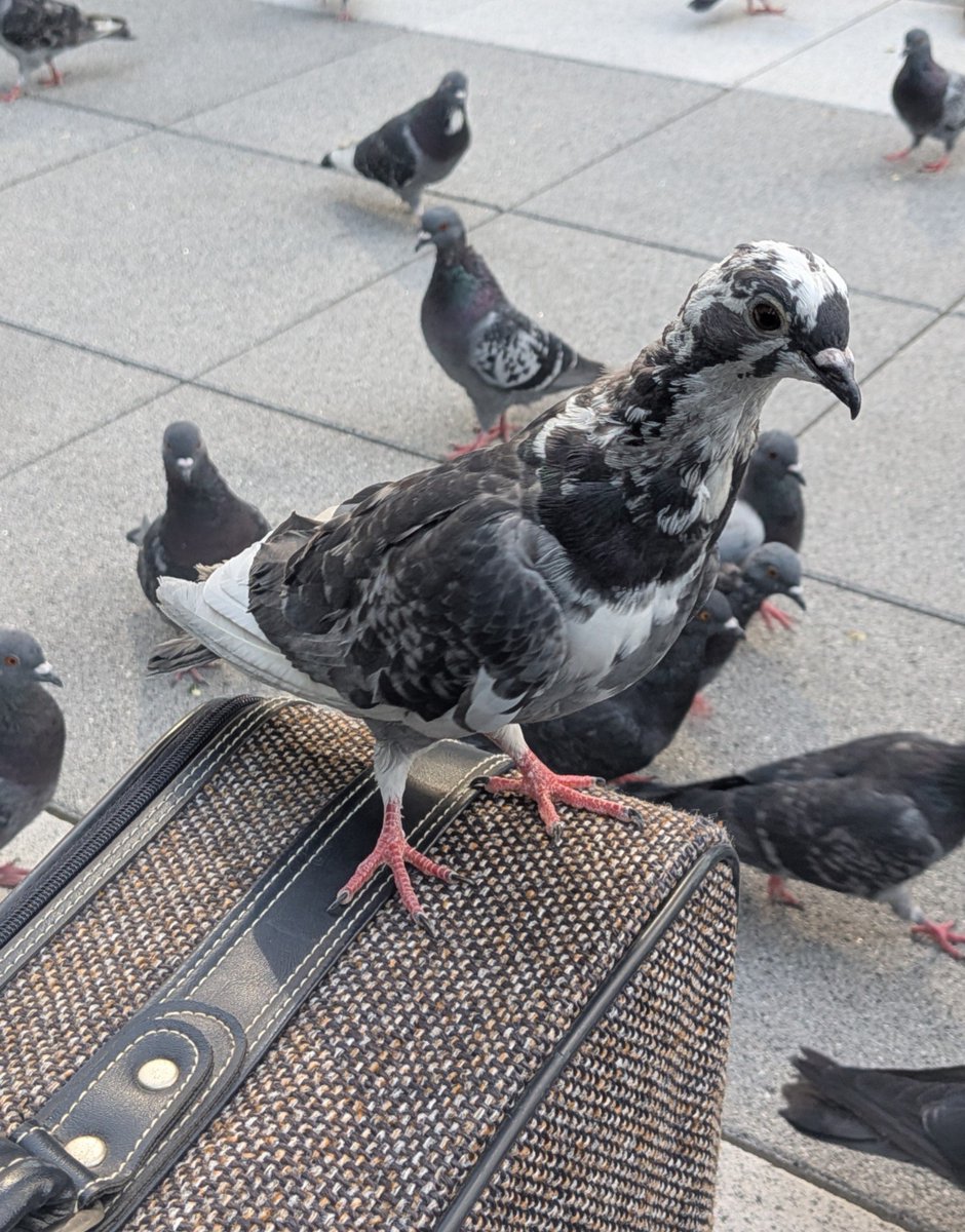0rdonian's tweet photo. These two were super interested in my boyfriend 🖤
The speckled one was gorgeous https://t.co/zDGLVN2186