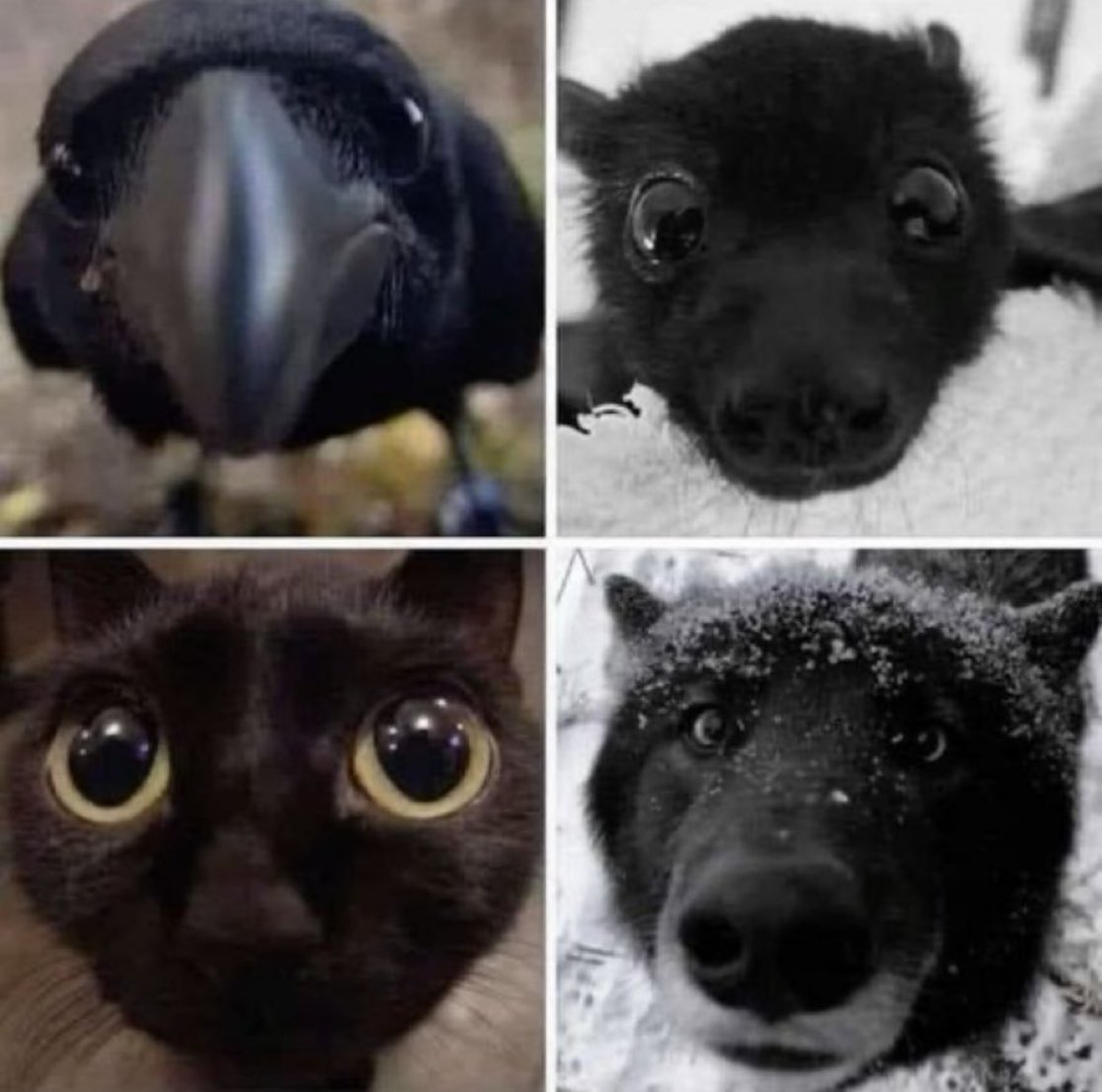PowerfulAuraX's tweet photo. Spooky snoots 🖤 https://t.co/jARC0xmLB0