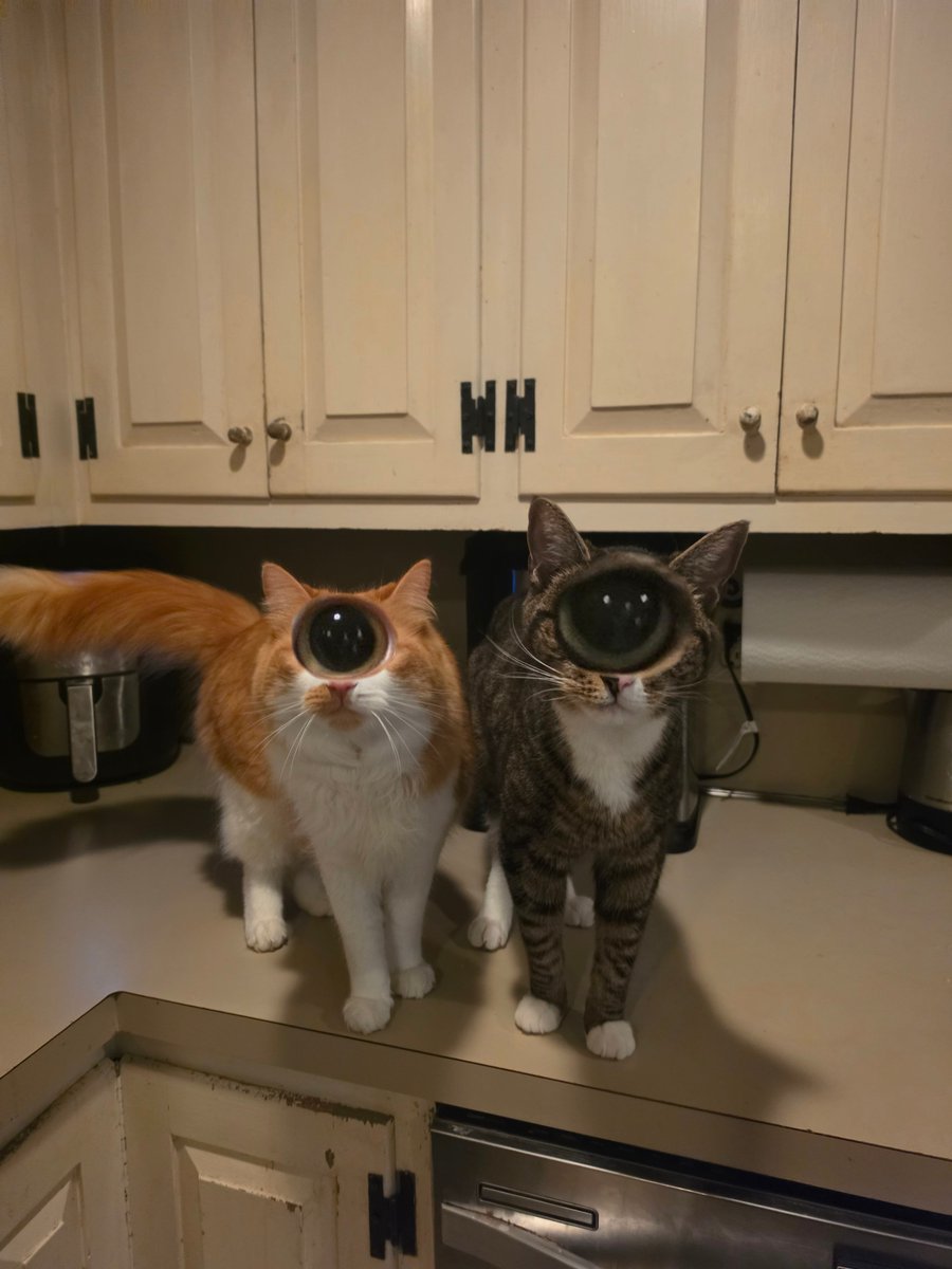 makecatsbetter tweet picture