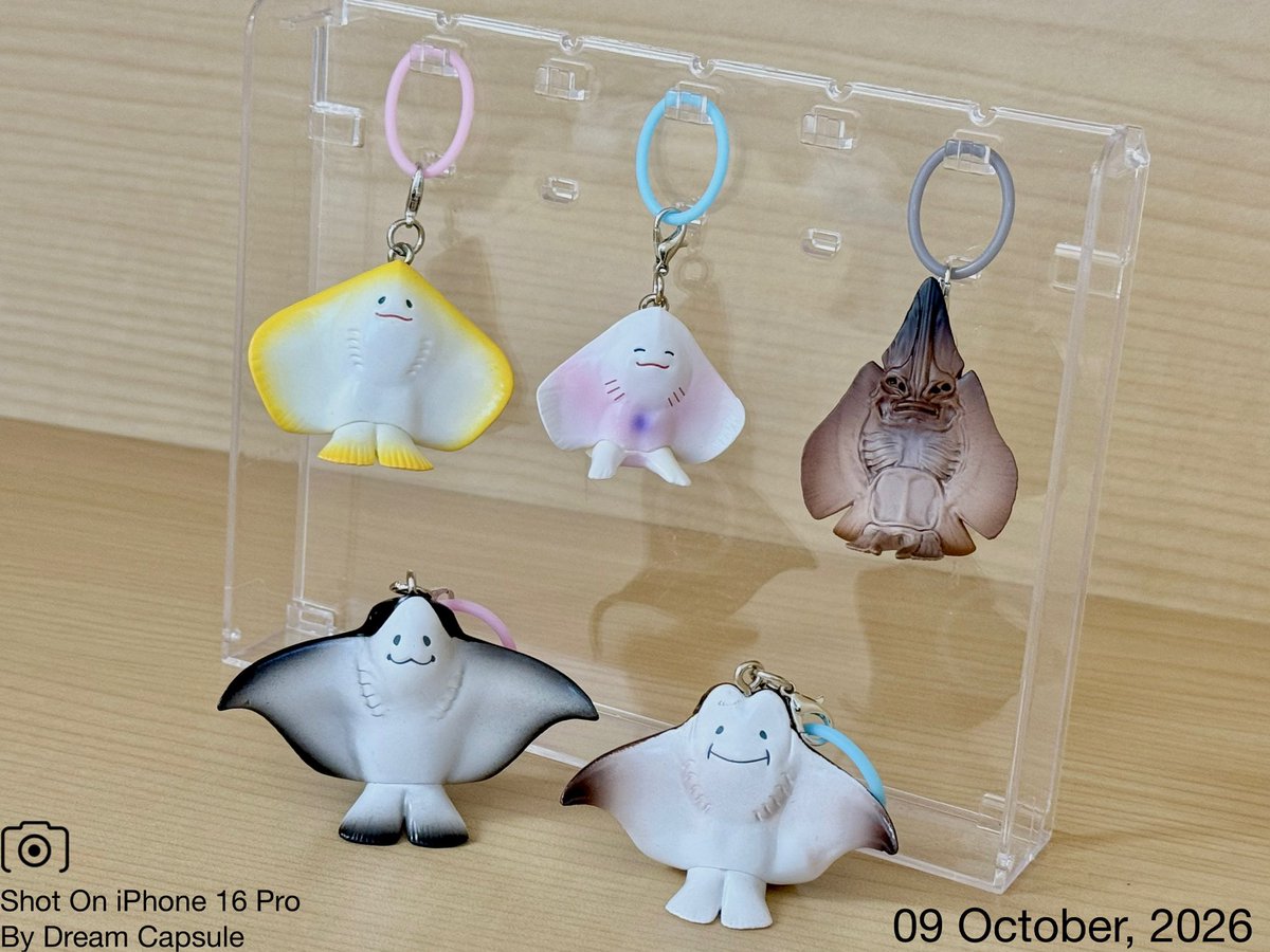 dreamcapsuleCEO's tweet photo. 🌟新入荷ガチャ商品プレゼントCP🌟

表情に癒される！様々なエイがリング付きのチャームに🌊
「エイの裏側かわいい マーカーチャーム」

フォロー&amp;RP(RT)していただいた方の中から抽選で2名様に全5種セットをプレゼント🎁

ドリカプへの入荷日とキャンペーン詳細は↓

#ドリームカプセル #ガチャ専門店 https://t.co/zAJs37DyqW