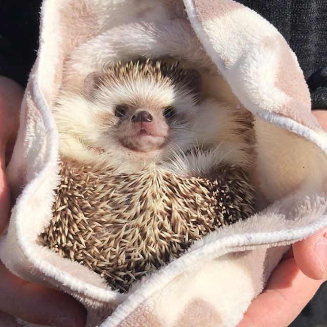 Willowfoxxo's tweet photo. Back to normal posting coz bigots are bitch ass mfs, so here have a cute thing and i hope ur day/night is going great and i love y'all!🫶🫶 https://t.co/T1P33AgXPv