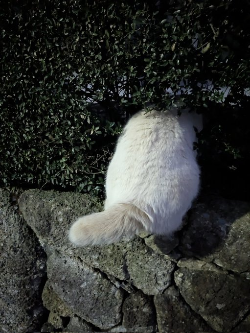 musyoku1990's tweet photo. 【ご報告】
何度かワイのアカウントでも登場した近所の地域猫さん🐈が正式に保護されました

この子は隠れるのがド下手だったり、撫でずにスルーするとわざわざ足元まで来て大暴れしたりとても愛らしく人懐っこい子なので里親の元幸せに暮らしてほしい https://t.co/sZO7BDaURB