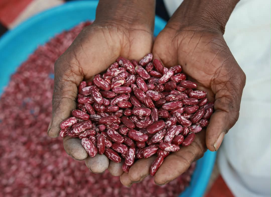 HarvestPlus's tweet photo. 🌽 Orange maize
🍠 Orange-fleshed sweet potato
🫘 Iron beans
🌾 Zinc rice
Which would you choose?
Different foods. Different #nutrients.
One bigger idea: #healthy diets need #diversity.
#HarvestPlus #Nutrition https://t.co/VoNlNzfQmA