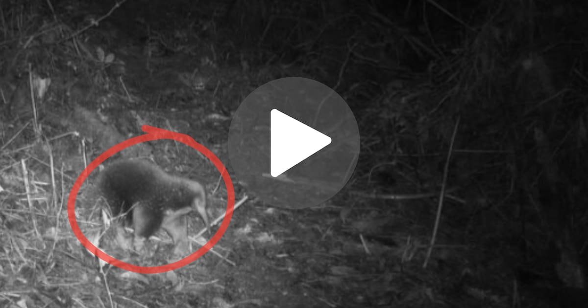 26planetaOk's tweet photo. VIDEO: después de 62 años “perdido”, reapareció un extraño animal que la ciencia no veía desde 1961 https://t.co/Wb2mQkHh4p https://t.co/7u5OKrryww