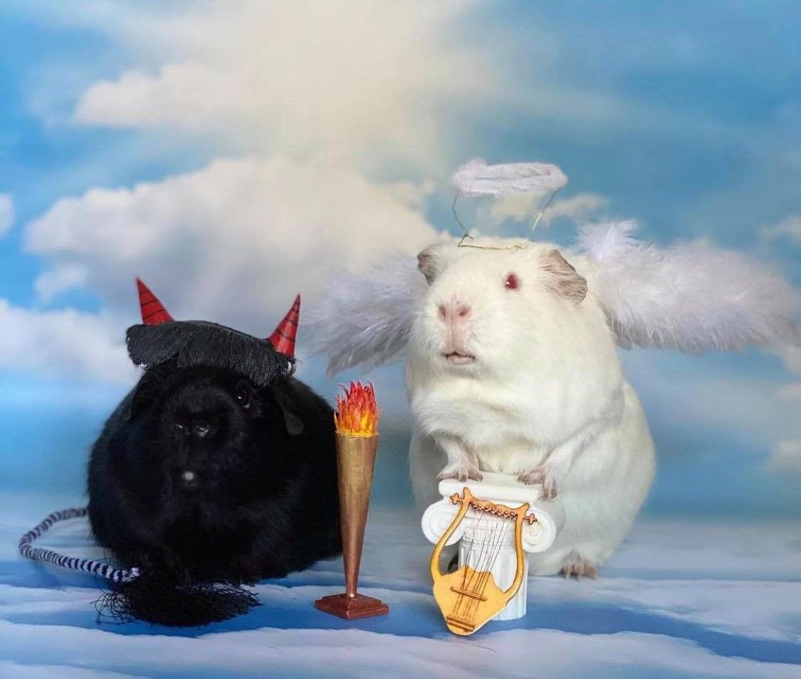 teddybearhut's tweet photo. alejandro as guinea pigs: a thread 🐹 https://t.co/o1t6OczrJC