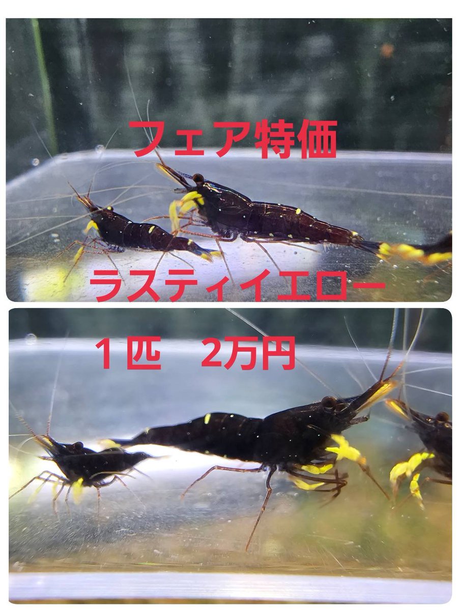 renge5266's tweet photo. おはようございます👋
今日はちと暑いですね。
店のエアコン調整がこの時期は難しいです（笑）

明日からの3連休セール
『スラウェシフェア』の価格を
ポストしておきますので
チェックして下さい🦐
ブログには書きましたが
ここしか見てない人も居るので🙆

では本日も宜しくお願いします🙇‍♂️ https://t.co/YwdX1UIkK1