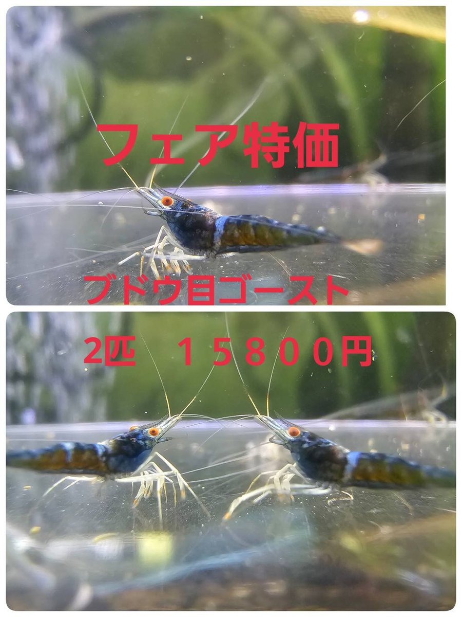 renge5266's tweet photo. おはようございます👋
今日はちと暑いですね。
店のエアコン調整がこの時期は難しいです（笑）

明日からの3連休セール
『スラウェシフェア』の価格を
ポストしておきますので
チェックして下さい🦐
ブログには書きましたが
ここしか見てない人も居るので🙆

では本日も宜しくお願いします🙇‍♂️ https://t.co/YwdX1UIkK1