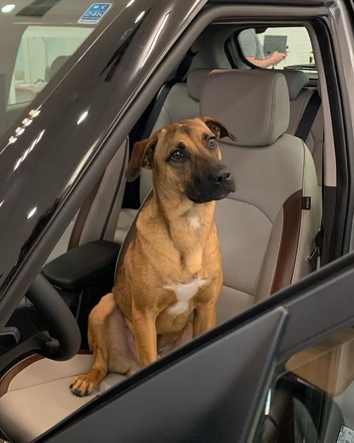 Complex's tweet photo. A Hyundai dealership in Brazil adopted a stray dog who kept hanging around the showroom. Staff named him “Tucson Prime,” gave him an employee ID, and made him the official greeter for customers. 

[📸 @tucson_prime @primehyundai ] https://t.co/94YMrZjoCp