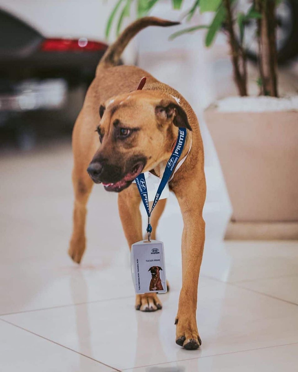 Complex's tweet photo. A Hyundai dealership in Brazil adopted a stray dog who kept hanging around the showroom. Staff named him “Tucson Prime,” gave him an employee ID, and made him the official greeter for customers. 

[📸 @tucson_prime @primehyundai ] https://t.co/94YMrZjoCp