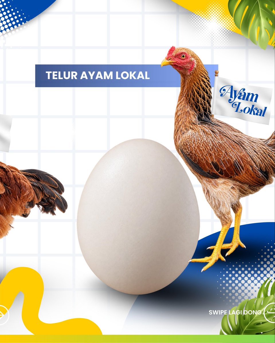 ditjen_pkh's tweet photo. #SobatTernak, Selamat Hari Telur Sedunia 2026!
Indonesia sudah swasembada telur, saatnya kita tingkatkan konsumsi telur untuk mendukung generasi yang sehat dan kuat. Jangan lupa makan telur setiap hari sebagai sumber protein dan nutrisi untuk memenuhi kebutuhan gizi harianmu. Murah, bergizi, dan penuh manfaat!
#KementanRI #DukungPeternakLokal #SwasembadaPangan #HariTelurSedunia
