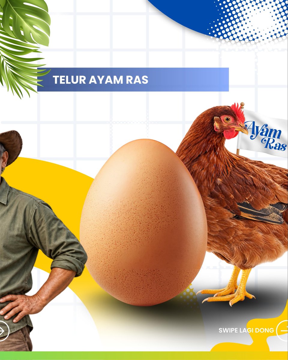 ditjen_pkh's tweet photo. #SobatTernak, Selamat Hari Telur Sedunia 2026!
Indonesia sudah swasembada telur, saatnya kita tingkatkan konsumsi telur untuk mendukung generasi yang sehat dan kuat. Jangan lupa makan telur setiap hari sebagai sumber protein dan nutrisi untuk memenuhi kebutuhan gizi harianmu. Murah, bergizi, dan penuh manfaat!
#KementanRI #DukungPeternakLokal #SwasembadaPangan #HariTelurSedunia